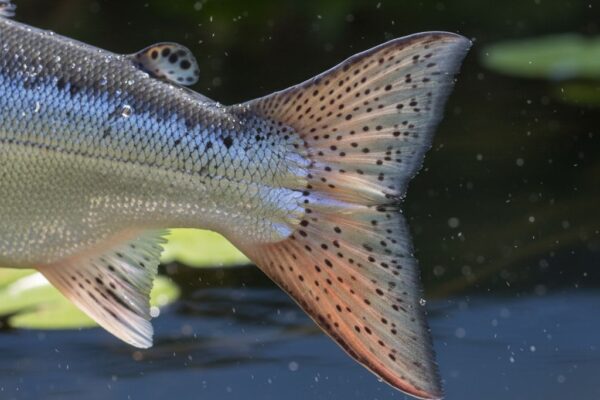 魚の尻尾は人気ない！でもあえて選ぶ理由とは？