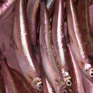 アメリカオオアカイカの味は そのままでは酸っぱいので 酸味調整をします お魚をどうぞ お魚のネタ帳