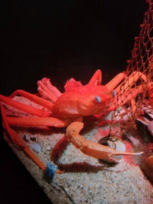 カニの養殖はできるのか？
