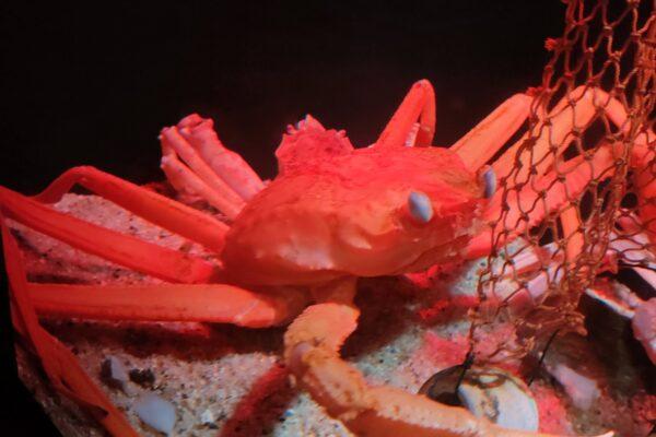 カニの養殖はできるのか？