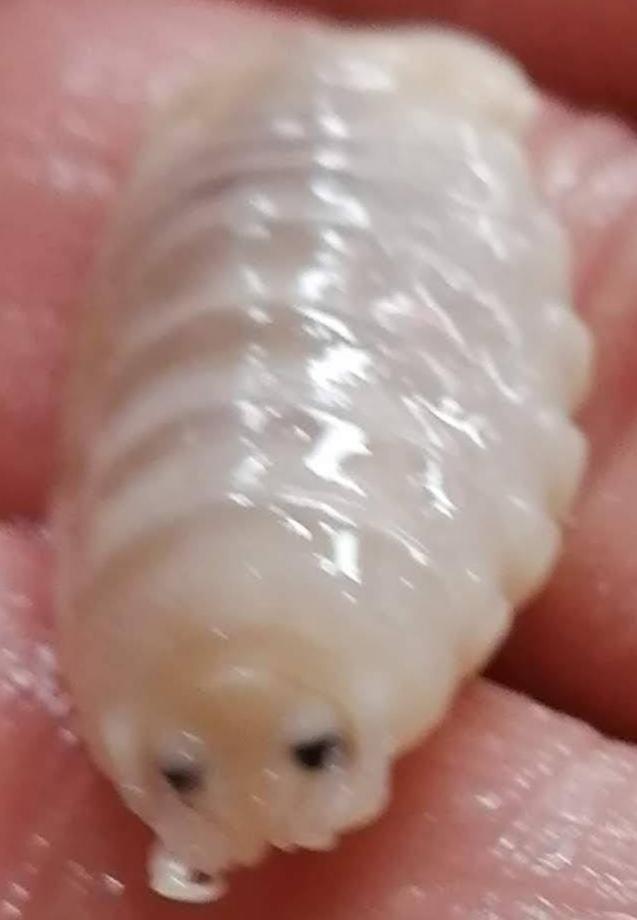 ウオノエとは？魚の口にいる寄生虫！人に寄生する？食べられる？水産卸が解説
