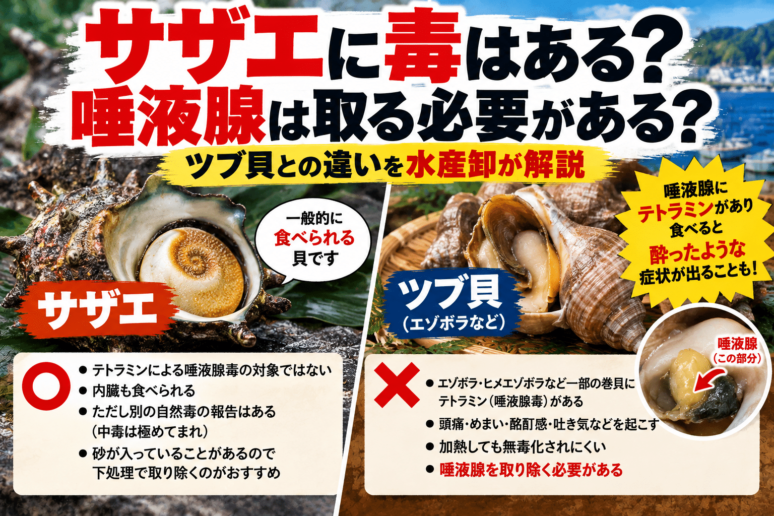 サザエに毒はある？唾液腺は取る必要がある？ツブ貝との違いを解説