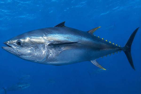 獲れているのに捨てる？増えたクロマグロと減るイワシ…海で今、何が起きているのか