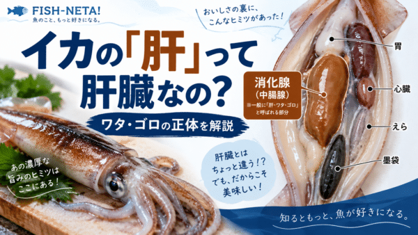イカの「肝」は肝臓なの？ワタ・ゴロの正体「中腸腺」を魚屋が解説