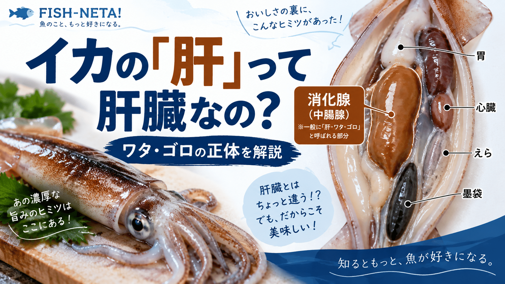 イカの「肝」は肝臓なの？ワタ・ゴロの正体「中腸腺」を魚屋が解説