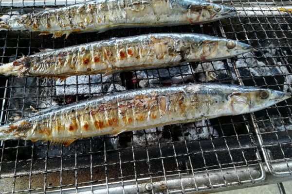 さんまは養殖できるのか？水族館では養殖出来ているが課題山積！