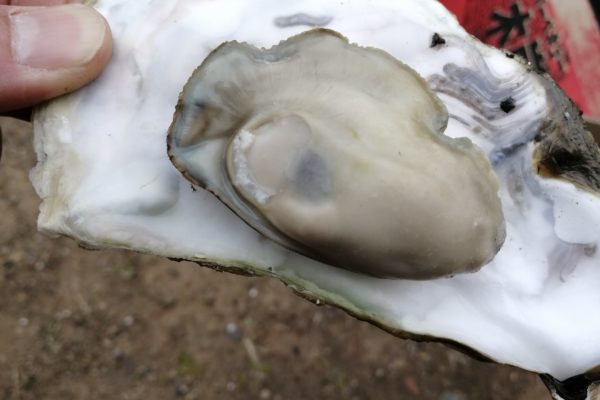 今年の広島の牡蠣が危機的状況に｜大量斃死と価格高騰の理由とは？