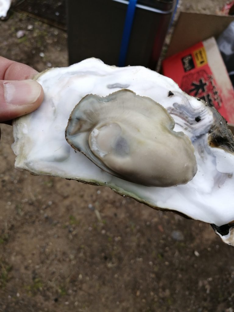 今年の広島の牡蠣が危機的状況に｜大量斃死と価格高騰の理由とは？