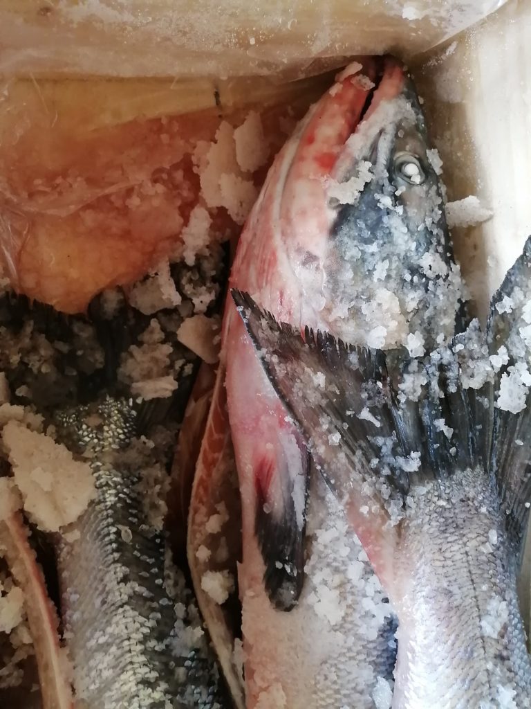 赤潮で鮭やウニ、昆布が大損害。被害額は？死んだ鮭はどうするの？