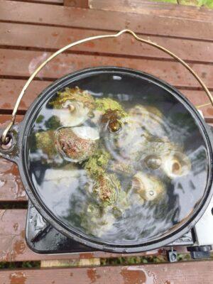漁師さん直送のサザエ！ダッチオーブンで下茹でして刺身と煮物を作ってみた